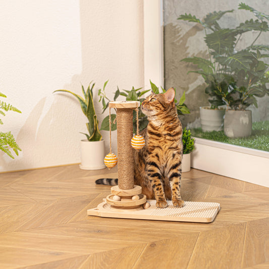 The Importance of Playtime for Cats and How Pawclap Toys Can Help