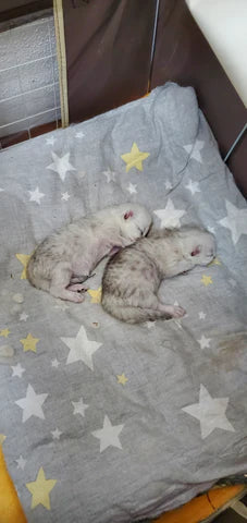 When the summer tree in bloom