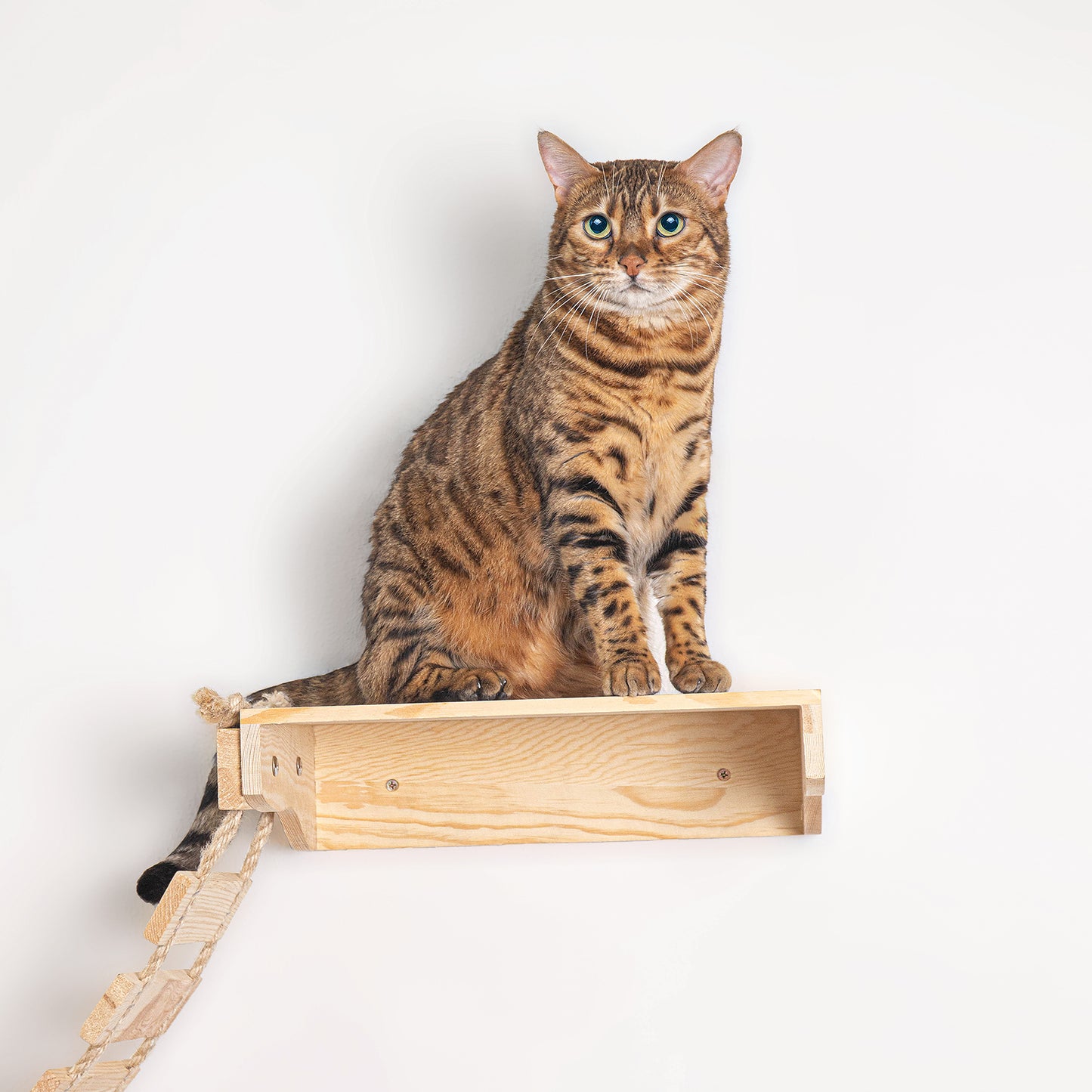 Wall-Mounted Cat Shelf Sets